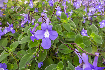 Image showing flowers in sunny ambiance