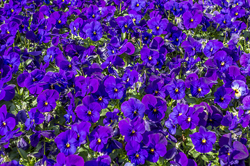 Image showing pansy flowers closeup