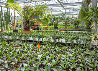 Image showing Greenhouse scenery