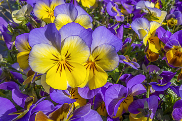Image showing pansy flowers closeup