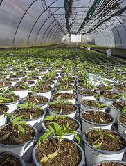 Image showing Greenhouse scenery