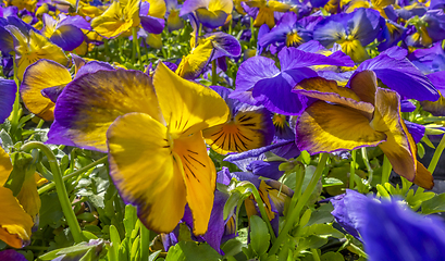 Image showing pansy flowers closeup