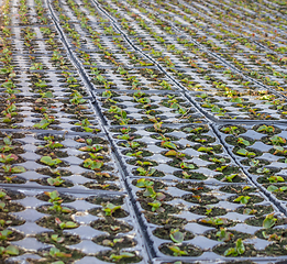 Image showing lots of potted seedlings