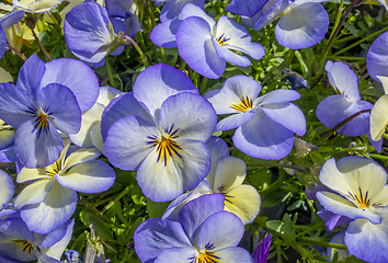 Image showing pansy flowers closeup