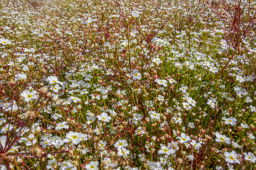 Image showing dense white flower vegetation