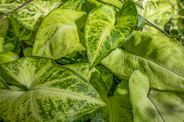 Image showing green leaves closeup