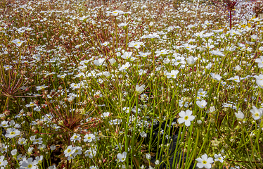Image showing dense white flower vegetation