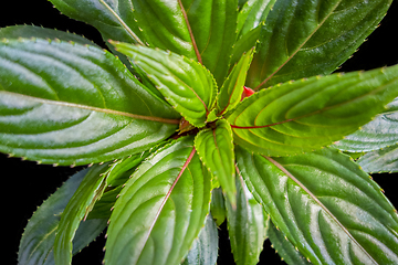 Image showing green leaves closeup