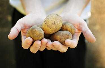 Image showing Fresh potatoes