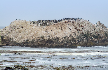 Image showing Bird Rock in California