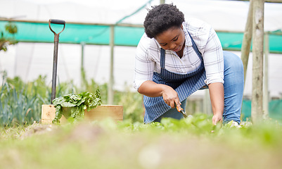 Image showing Farm, agriculture farmer and black woman in greenhouse for vegetables, harvest and fresh produce. Farming, sustainability and female person check, picking and collect organic, natural and health food