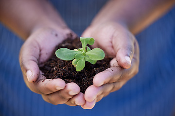 Image showing Soil, agriculture and hands of farmer with plant for planting vegetables, harvest and ecosystem. Farming, sustainability and person with dirt, earth and sapling for environment, growth and nature