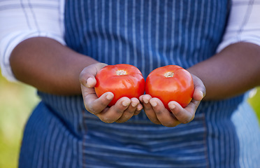 Image showing Farm, agriculture and hands of farmer with tomato for vegetables, harvest and fresh produce. Farming, sustainability and female farmer with tomatoes in palms for organic, natural and healthy food