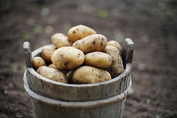 Image showing Potatoes