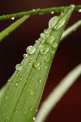 Image showing Droplets on a leaf