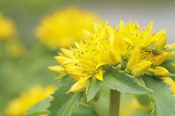 Image showing Yellow Kamtschat sedum flower