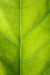 Image showing Green leaf macro