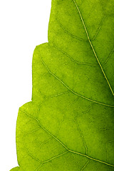 Image showing Leaf Edge