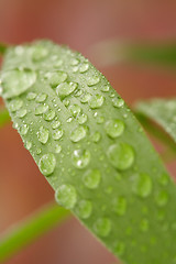 Image showing Droplets on a leaf