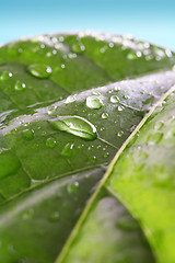 Image showing Droplets on leaf