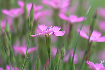 Image showing Maiden Pink