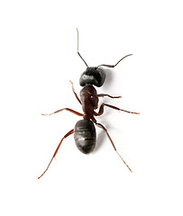 Image showing Ant