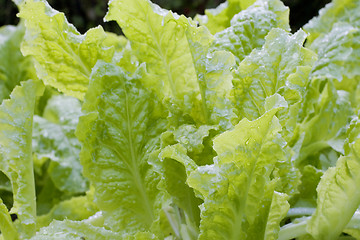 Image showing Fresh Lettuce