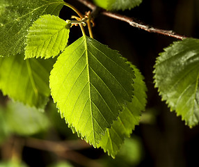 Image showing Birch Leaf