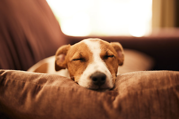 Image showing Dog on couch, sleep and relax in home for happy pet in comfort and safety in living room. Tired Jack Russell sleeping on couch, furniture and pets with loyalty, cute face and pillow in lounge alone.