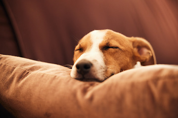 Image showing Dog on sofa, sleep and peace in home for happy pet in comfort and safety in living room. Tired Jack Russell sleeping on couch, furniture and pets with loyalty, cute face and pillow in lounge alone.