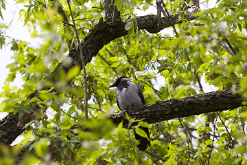 Image showing black crow