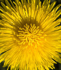 Image showing beautiful yellow dandelion