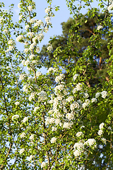 Image showing white flowers trees