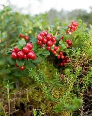 Image showing Lingonberries, lat. Vaccinium vitis idaea