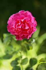 Image showing Rose