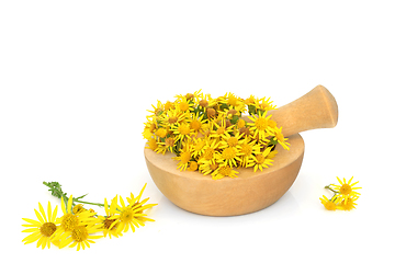 Image showing Ragwort Flower Herbal Medicine Preparation