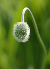 Image showing Poppy bud