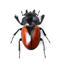 Image showing Nature, insect and bug with black beetle in studio for wildlife, ecosystem and creature. Antenna, closeup and animal with invertebrate isolated on white background for mockup, environment and fauna