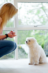 Image showing Woman, food and feeding dog in a house with love, care and trust for obedience. Animal, pet puppy or Maltese poodle waiting for treat from owner for growth, training and development on home floor