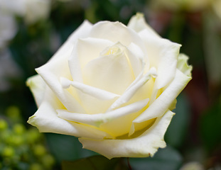 Image showing Nature, flower and closeup of a white rose in a garden for a spring bouquet in a green environment. Sustainable, petals and zoom of a natural floral plant in a bush for gardening or outdoor botanical