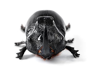 Image showing Insect, creature and rhino beetle on a white background in studio for wildlife, zoology and natural ecosystem. Animal mockup, nature and closeup of isolated bug for environment, entomology and pest