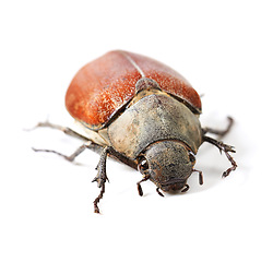 Image showing Wildlife, bug and insect with closeup of beetle in studio for environment, zoology and fauna. Animal, natural and biodiversity with creature isolated on white background for mockup, pest or ecosystem