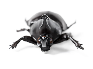 Image showing Closeup, insect and beetle on a white background in studio for wildlife, zoology and natural ecosystem. Animal mockup, nature and isolated black creature for environment, entomology study and bug