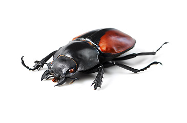 Image showing Creature, insect and bug with black beetle in studio for wildlife, ecosystem and nature. Antenna, closeup and animal with invertebrate isolated on white background for mockup, environment and fauna