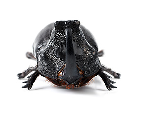 Image showing Bug, insect and rhinoceros beetle on a white background for wildlife, zoology and natural ecosystem. Animal mockup, nature and studio closeup of isolated creature for environment, entomology and pest