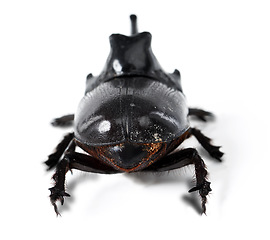 Image showing Rhinoceros beetle, black and bug on a white background in studio for wildlife, zoology and natural ecosystem. Animal mockup, nature and closeup of creature for environment, entomology and insect