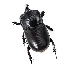 Image showing Top view, insect and rhinoceros beetle on a white background for wildlife, zoology and natural ecosystem. Animal mockup, black bug and closeup of creature for environment, entomology study and nature