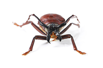 Image showing Bug, insect and beetle on a white background in studio for wildlife, zoology and natural ecosystem. Animal mockup, nature and closeup of isolated creature for environment, entomology study and pest