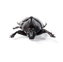 Image showing Creature, insect and beetle on a white background in studio for wildlife, zoology and natural ecosystem. Animal mockup, nature and closeup of isolated bug for environment, entomology study and pest