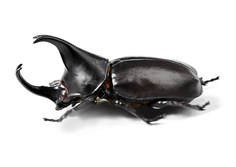 Image showing Bug, nature and beetle on a white background in studio for wildlife, zoology and natural ecosystem. Animal mockup, insect and closeup of isolated black creature for environment, entomology or biology